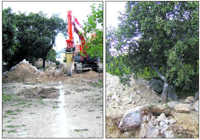 Imágenes del sábado. A la derecha se puede ver que el cepellón de la encina estaba al aire  (Foto: R. T.)