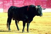 Así de bien hecha estaba la novillada de Guadarrama