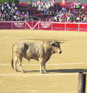 Un ejemplar de la ganadería de Hermanos González   (Foto: ÁLVARO BLANCO)