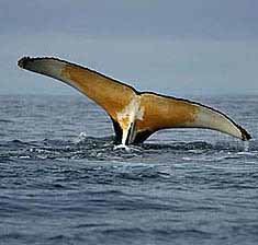 Ballenas nadando cerca del barco Esperanza en la Antártida (Foto: Greenpeace)