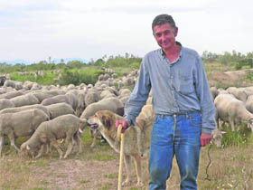 Las ovejas de Julio, por la cañada de Colmenarejo  (Foto:  P. LÓPEZ)