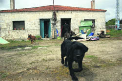 El perro de uno de los ‘okupas’ se acerca al objetivo de la cámara en la mañana del 8 de abril, tras la ‘reokupación’  (Foto: R. M. PEÑA)