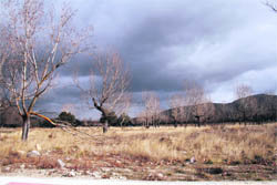 Imagen de los terrenos de La Chopera  (Foto: RICARDO M. PEÑA)