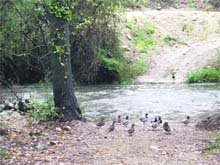 Imagen del río Guadarrama en la zona del Parque Regional  (Foto: RICARDO MIGUEL PEÑA)