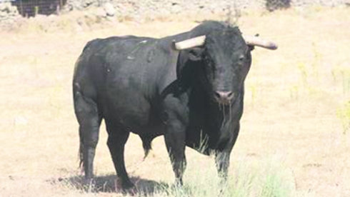 El novillo ‘Corredor’, premiado como mejor de la feria  (Foto: CEDIDA)