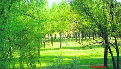 Una zona de La Chopera donde el Ayuntamiento quiere ubicar el hospital comarcal  (Foto: ARCHIVO)