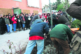 Imagen de la plantación en Las Canteras  (Foto: A. Ortega)