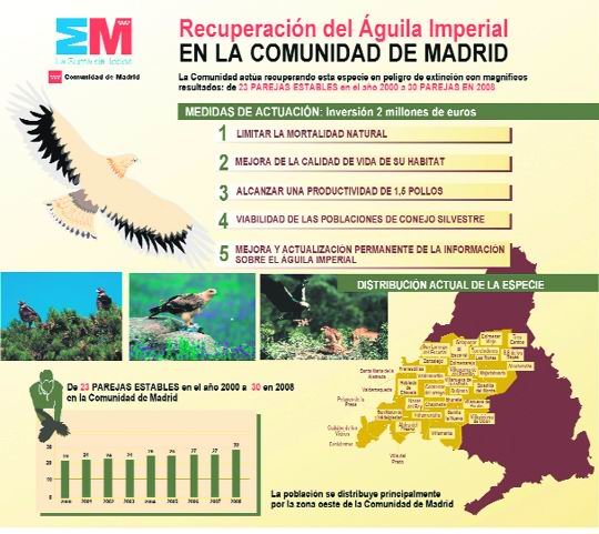 Infografía sobre las medidas de actuación para recuperar el águila imperial ibérica en la región / COMUNIDAD DE MADRID