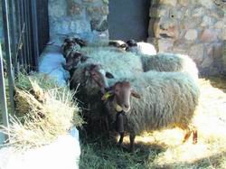 Imagen de las ovejas en el Coto de las Suertes / ARCHIVO