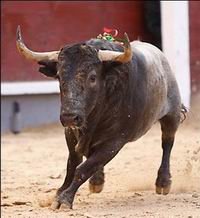 El bravo toro de Adolfo que recibió el premio / las-ventas.com