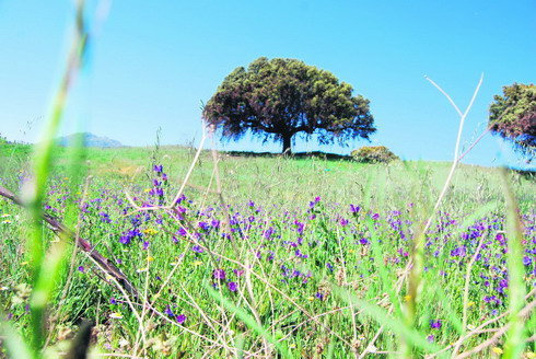 Área verde: diagnóstico ambiental