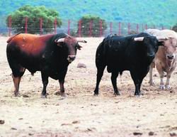 Novillos de El Ventorrillo listos para la feria / Alvaro Blanco