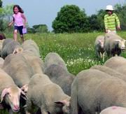 Dos niños, pasando junto a las ovejas en Colmenarejo (Foto: CEDIDA)