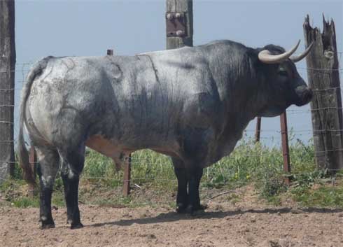 Un precioso toro para este domingo en Madrid 