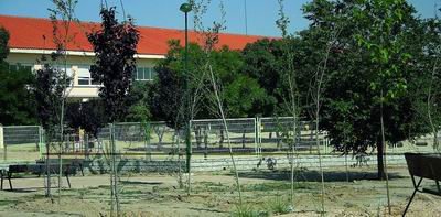 El Ayuntamiento de Alpedrete ha plantado más de 700 árboles