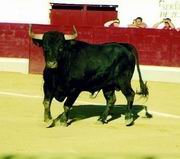 El trapío e integridad de los animales fue inmejorable  (Foto: ÁLVARO BLANCO)