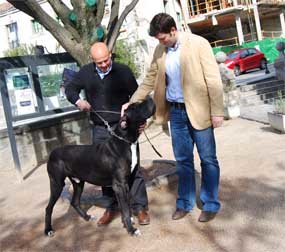 El Escorial se convierte por cuarto año en capital de los criadores del dogo alemán