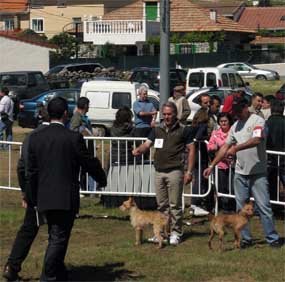 Robledo acoge el quinto Concurso Monográfico del Podenco Andaluz