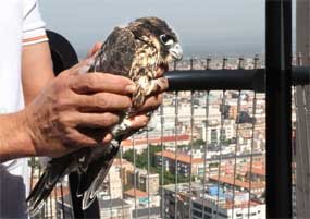 La Comunidad reintroduce 28 halcones en el cielo de Madrid desde 2008 y mejora su supervivencia