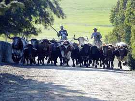 Mañana se celebra un concurso de acoso y derribo de vacas