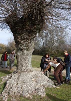 Lleno total en la primera ruta para conocer los árboles singulares de Guadarrama