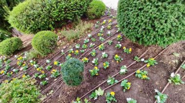 Tulipanes, narcisos y pensamientos para dar color al otoño en Galapagar