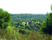 Montes de Galapagar en la zona de Molino de la Hoz (Foto: C. V.)