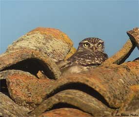 El grupo SEO presenta en San Lorenzo una exposición sobre las aves de la Sierra del Guadarrama