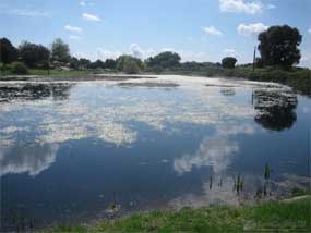 Entorno Escorial denuncia la caza ilegal en las Lagunas de Castrejón