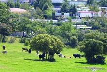 El PGOU contempla la construcción de cerca de 500 viviendas en Prado Aulencia  