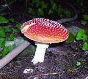 Amanita Muscaria