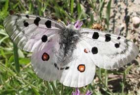 Los agentes forestales encuentran en la Sierra de Guadarrama una nueva colonia de una mariposa en peligro de extinción