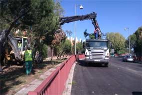 Las obras del carril-bici de Torrelodones suponen la retirada de unos 70 pinos