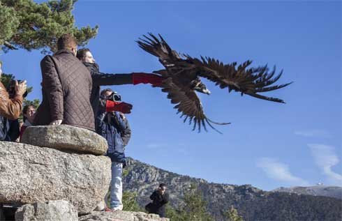 ‘Fuencisla’ e ‘Isidro’ ya dominan las cumbres de la Sierra