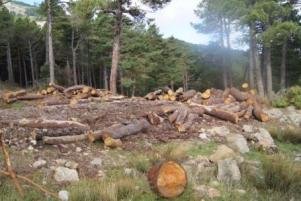 Algunos de los árboles talados en el Monte Abantos (Foto: Entorno Escorial)