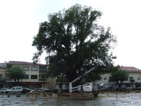 Mejoras en el olmo de la plaza Mayor de Guadarrama