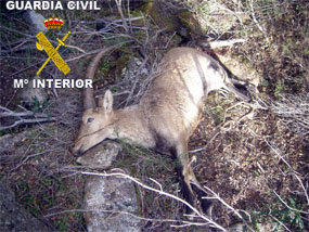 Dos vecinos de Valdemorillo y Navalagamella, imputados por abatir un ejemplar de cabra montés en el monte de Valdemaqueda