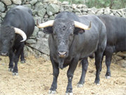 Un toro de mirada seria y con pitones astifinos (Foto: A. FERNÁNDEZ)