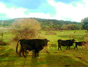 Las vacas y caballos han regresado a los pastos de Prado Aulencia (Foto: CEDIDA)