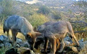 La Comunidad graba imágenes de una manada de lobos con tres cachorros 