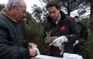 El censo de rapaces en el Parque Regional ha aumentado un 35 por ciento en cuatro años