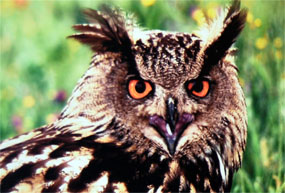 La fauna de Torrelodones, en una exposición del fotógrafo Javier Sánchez Rubio