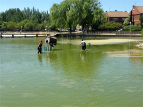 El Ayuntamiento efectúa una profunda limpieza en la Laguna del Carrizal