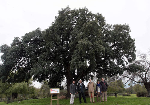 La Comunidad de Madrid amplía el Catálogo de Árboles Singulares con otros 69 ejemplares