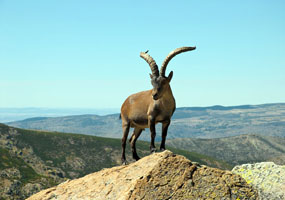 La Comunidad reducirá un 60% la población de cabras montesas en el Parque Nacional 