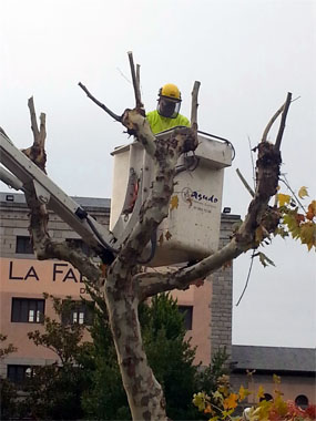 Valdemorillo organiza un curso de poda del arbolado urbano