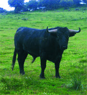 Un toro de gran seriedad listo para Las Ventas  (Foto: Gonzalo Matamala)