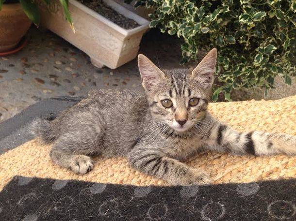 Más de 70 gatos han sido esterilizados en cinco meses a través del programa ‘CES’