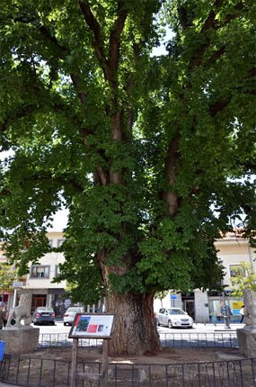 La Olma de la plaza Mayor se presenta al concurso para elegir al Árbol Europeo del Año