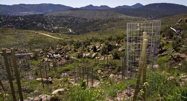 Visita del consejero de Medio Ambiente a Valquemada para supervisar las labores de reforestación